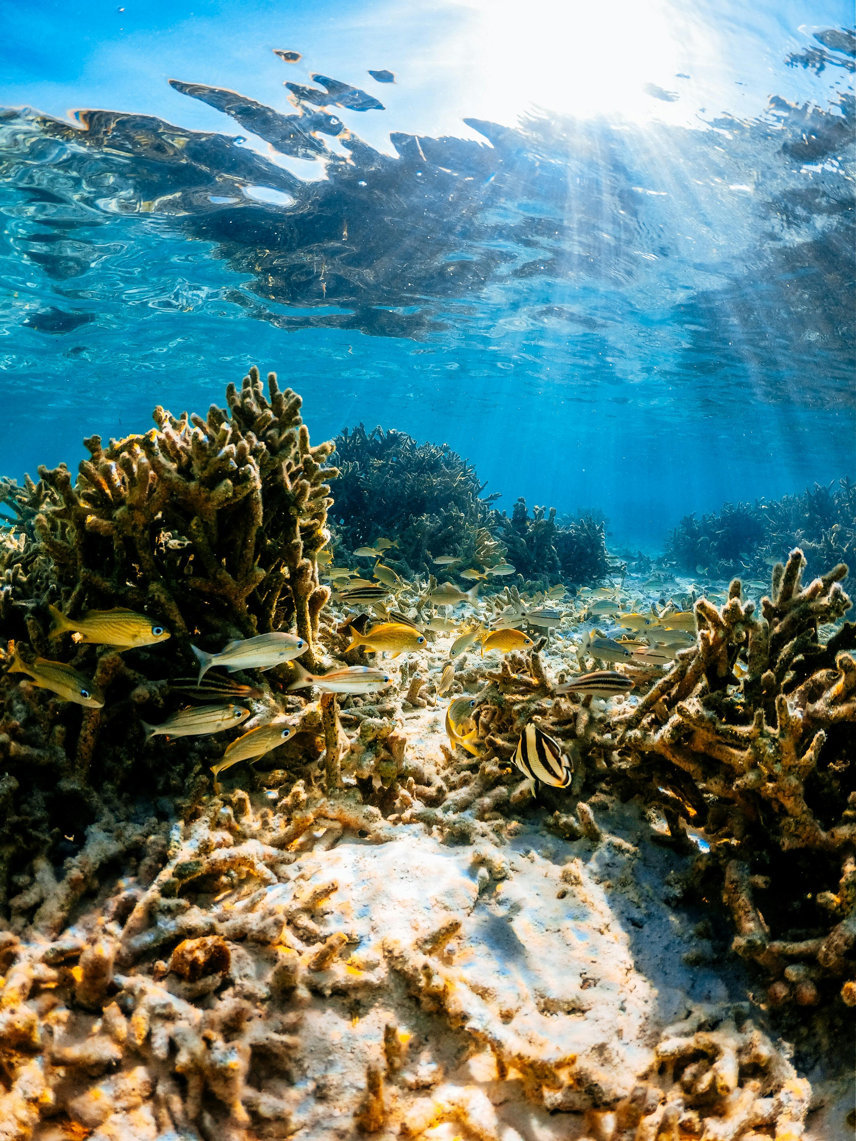 Fish in Coral Reef