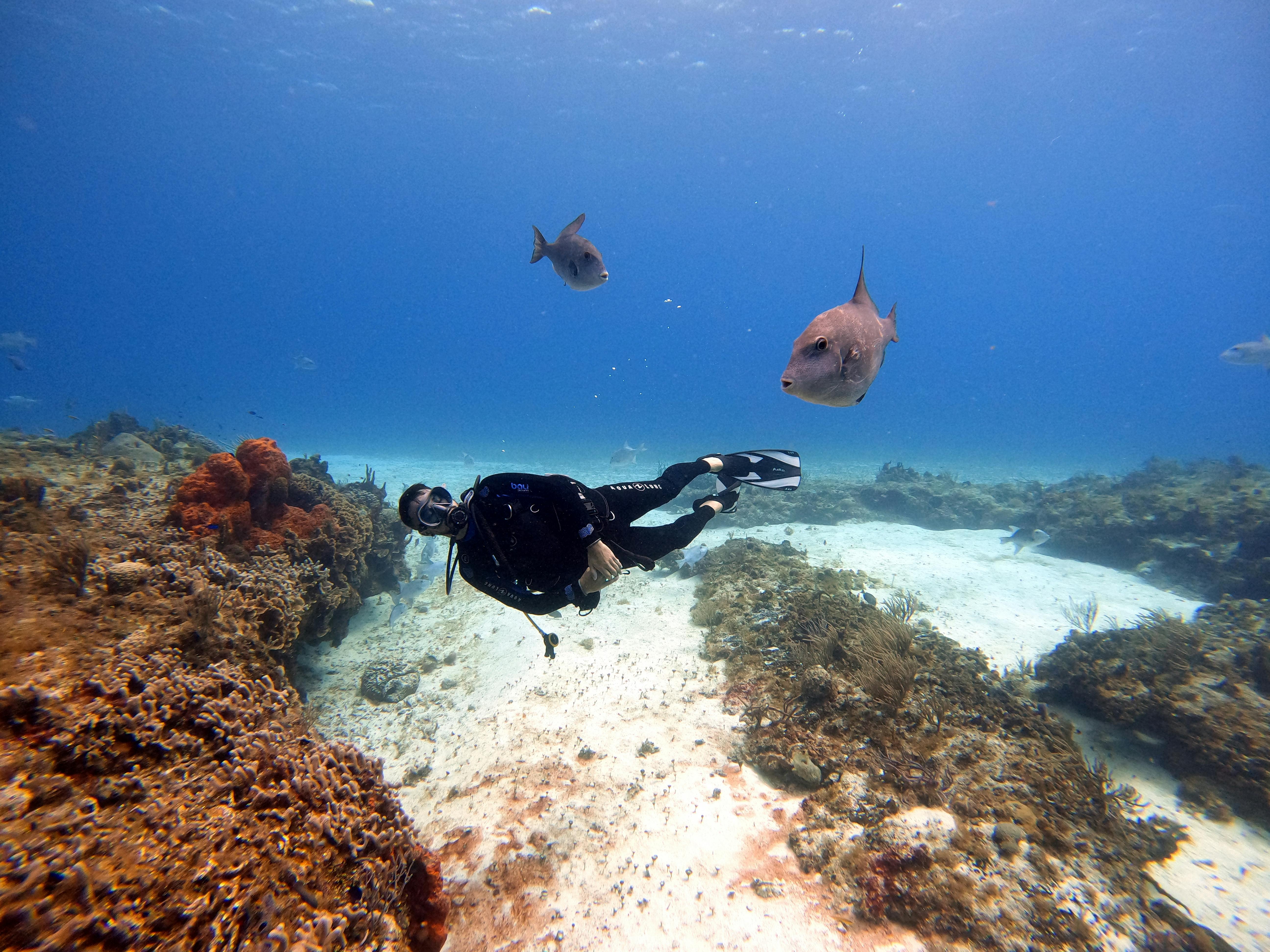 Diver with Marine Life