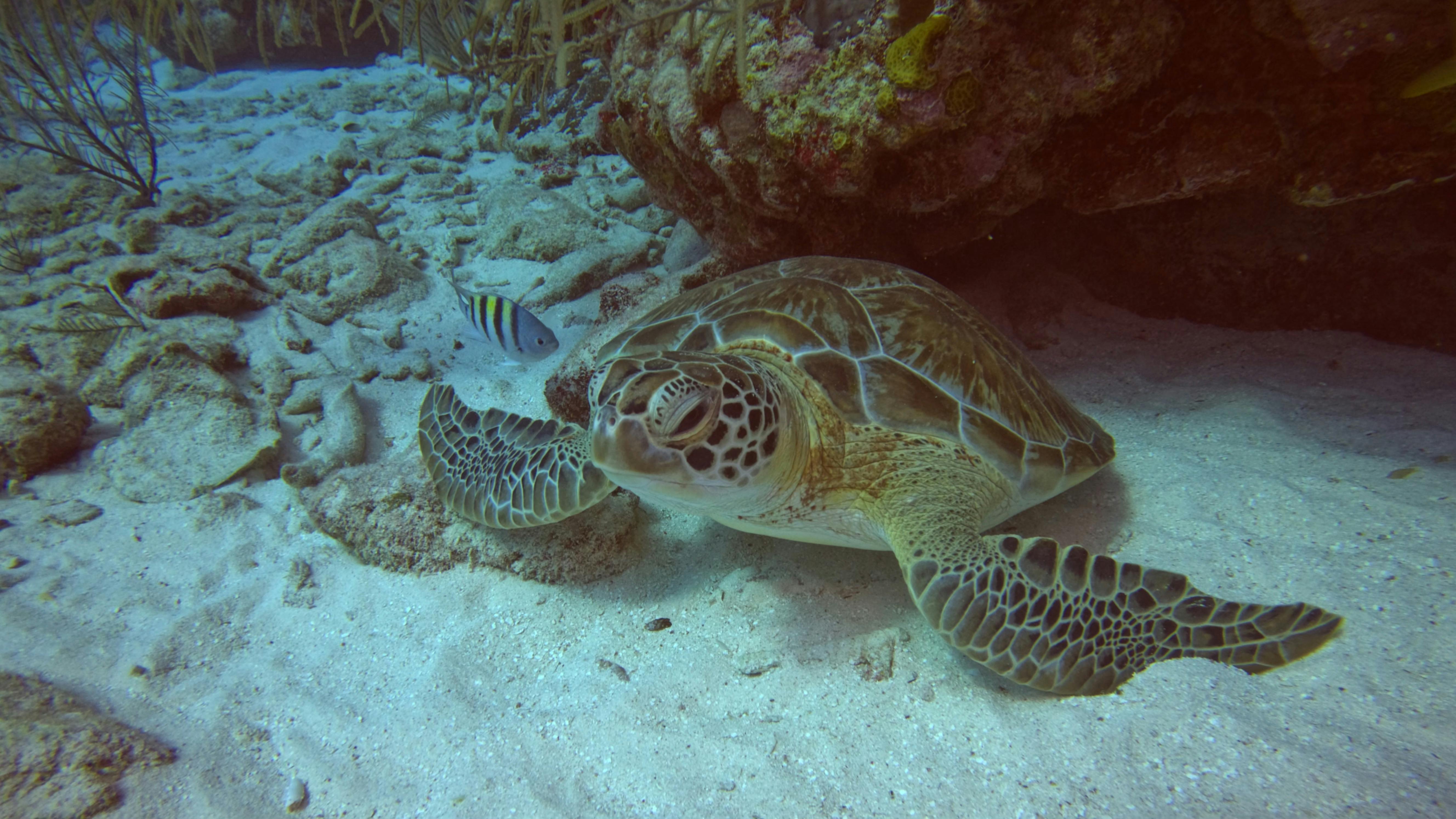 Turtle in Coral Reef
